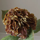 Faded Brown Hydrangea Flower