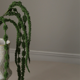 Green Amaranthus Caudatus Six Forks