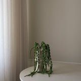 Green Amaranthus Caudatus Six Forks