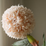 Beige Allium Azureum Bulb