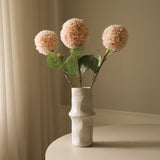 Beige Allium Azureum Bulb