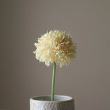 Allium Bulbs
