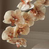 Beige Large Orchid Flower