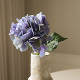 Blue Hydrangea Macrophylla Flower