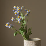 Blue Small Daisy Flowers