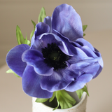 Blue Anemone Flower