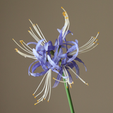 Blue Higanbana "Spider Lilies" Amaryllis Flower