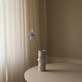 Blue Higanbana "Spider Lilies" Amaryllis Flower