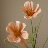 Champagne Cosmo Daisy Flower