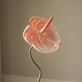 Coral Anthurium Flower