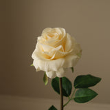 Cream Medium Stem Garden Rose