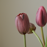 Purple Tulip Bouquet