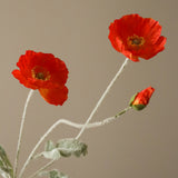 Dark Orange Poppy Flower