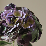 Faded Purple Hydrangea