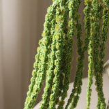 Green Amaranthus Caudatus "Dreadlocks" Flower