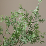 Green Cypress Branch