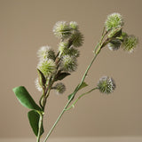 Green Echinops Ritro Thistle Ball