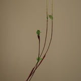 Green Hanging Willow Branch