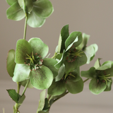 Green Hellebores Flower