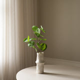 Green Plum Aralia Leaves