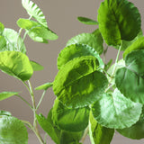 Green Plum Aralia Leaves