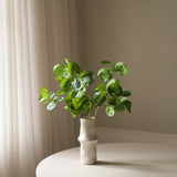 Green Plum Aralia Leaves