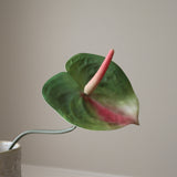 Green Anthurium Flower
