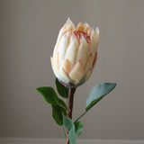 Cream King Protea Flower