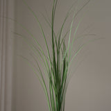 Green Ornamental Grass