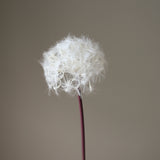 White Large Dandelion