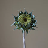 Green Autumn Sunflower
