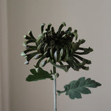 Dark Green Chrysanthemum Flower
