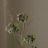 Green Five Head Dry Protea Flower