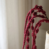 Dark Red Amaranthus Caudatus Six Forks