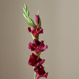 Dark Red Gladiolus Flower