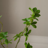 Green Enkianthus Perulatus Leaves