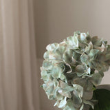 Pale Green Short Hydrangea Flower