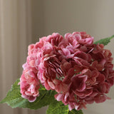 Pink Hydrangea Flower
