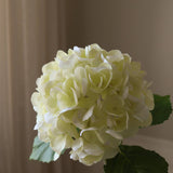 Cream Hydrangea Flower