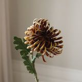 Brown Semi-Cactus Dahlia Flower