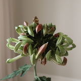 Green Chrysanthemum Flower