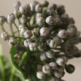 Light Blue Hydrangea Berry Branch