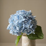 Light Blue Hydrangea Flower