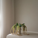 Light Green Three Forks Amaranthus Flower