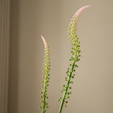 Light Pink Actaea Racemosa "Fairy Candle"