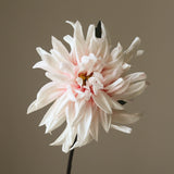 Light Pink Cactus Dahlia Flower