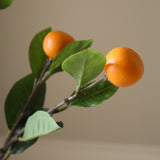 Orange Branch