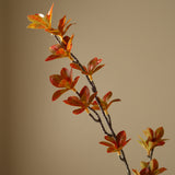 Orange Enkianthus Perulatus Leaves