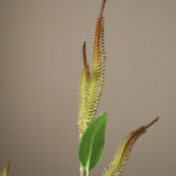 Orange Mini Amaranthus