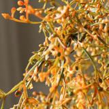 Orange Rosehip Corallo